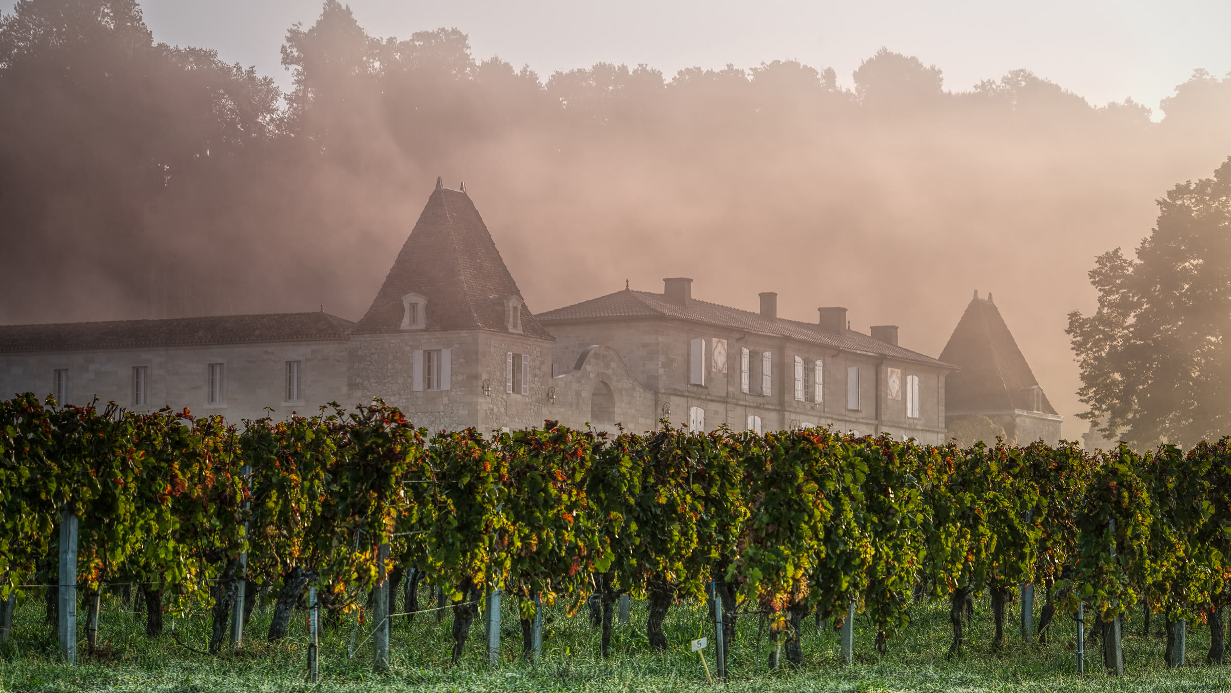 Vineyards at Lassègue in Saint-Émilion